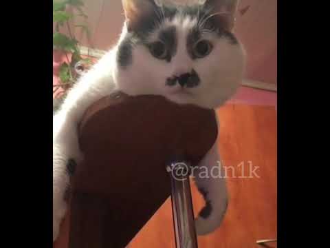 Как отучить кота портить обои и мебель