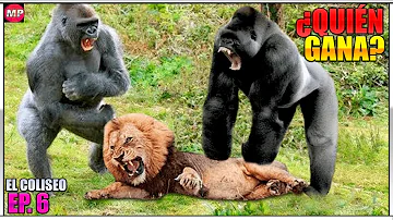 ¿Quién gana el león o el gorila?