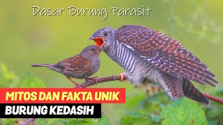 Dicap Sebagai Burung Kemati4n! Inilah Mitos & Fakta Burung Kedasih Yang Terlahir Jahat dan Licik