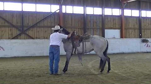 Colt Starting - Gerry Cox - Tough High Reactive Ho...