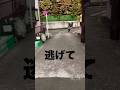 逃げて