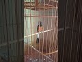 murai batu f4 gacor #muraibatu