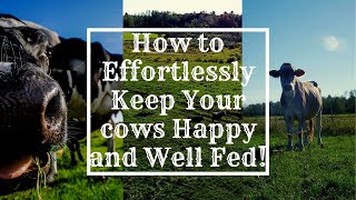 How to Rotationally Graze your Cows and Why: Bakers Green Acres
