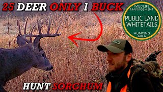 Hunt Sorghum Late Season | 25 Deer On Public Land | Big Buck Feeding At Dark | Times Almost Up