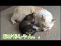【Day 10】母猫が恋しい保護仔猫。先住猫にミルクを求めた結果。。。