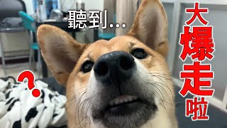 柴犬聽到OO就大爆走啦【米修與歐歐】