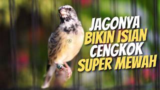 PALING DICARI - MASTERAN BLACKTHROAT GACOR DURASI PANJANG BIKIN KENARI PAUD CEPET BUNYI MEWAH