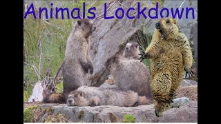 furry marmots funny family enjoying | Rodent life