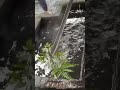 the process of gilding a machete (a farming tool for cutting branches/bushes) #fypシ゚ #blacksmith