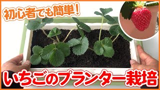 【プランター栽培】初心者でも簡単！いちごのプランター栽培 〜植え方・育て方〜【シェア畑】