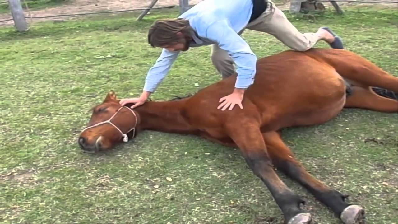 Domando, jugando y educandonos con tecnicas de la Tribu Scarpati