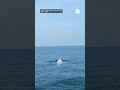 An extremely rare white whale has been spotted off the coast of Thailand