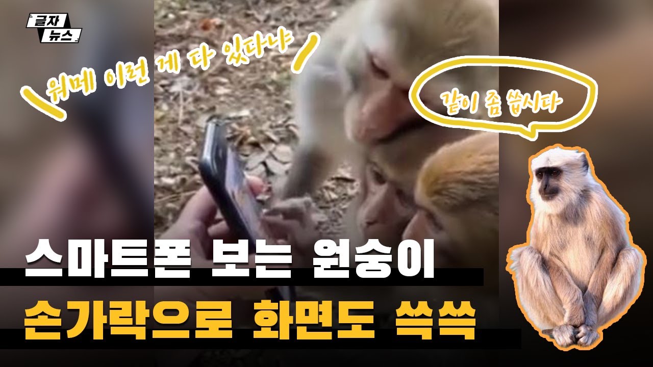 영상] 스마트폰에 푹 빠진 원숭이…손가락으로 화면도 쓱쓱 - 지디넷코리아