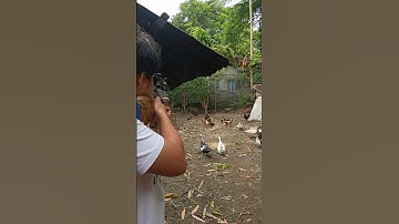 Pcp airgun compact, hunting chicken. #pcpairgun #airgun #airgunhunters