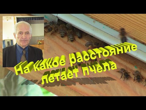 Профессор Кашковский: На какое расстояние летает пчела?