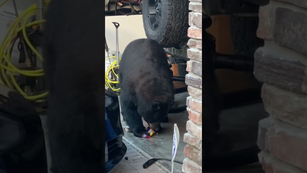 Chunky, hungry bear works into garage, finds snacks to grub on #Shorts
