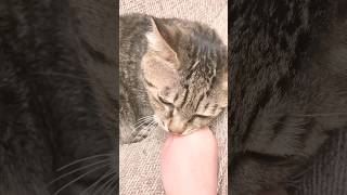 ネズミの鳴き真似したら猫に手をかまれた