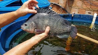 Tilápias em caixa d`água - 2 Anos, Pesando as tilápias GIGANTES