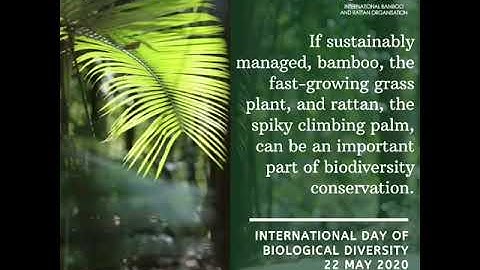 Bamboo, Rattan and Biodiversity 2020 - Our solutions are in nature. #IBD2020