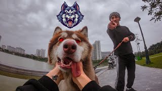 ANGRY DOG vs PARKOUR THIEF (Epic Parkour Chase POV)