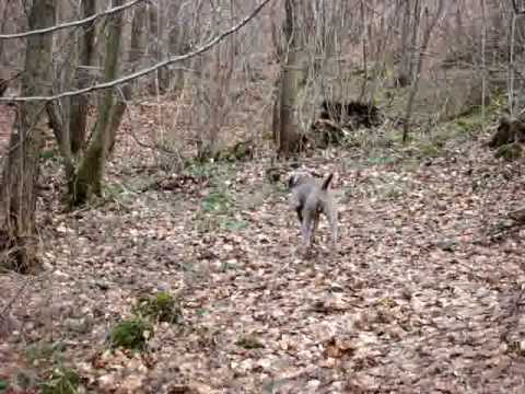 chiens de chasse