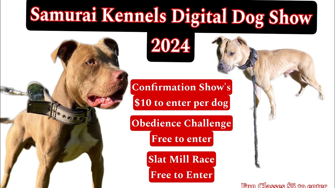 Digital Dog Show!!!!The Best Pit bulls in the World! Dog Competitions