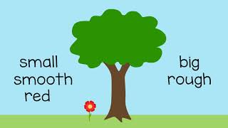 Differences Between Plants or Trees