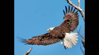 Bald Eagles Make a Remarkable Comeback Across the Mississippi Delta