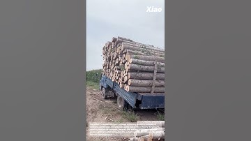 Heavy Wooden Unloading Process in Wooden Mill Factory: Heavy-Duty Truck Transporting Large Logs