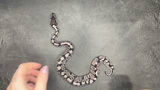 VPI Axanthic 100% het Clown Ball Python