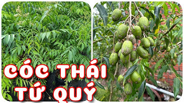 Cây Cóc Thái tứ quý | 0386569374 - Ngọc Ngân Bến Tre | Chuyên cây độc lạ