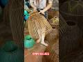 NƠM ÚP CÁ ĐAN BẰNG CẬT TRE GIÀ
