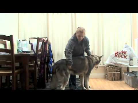 Measuring your dog for a harness - YouTube