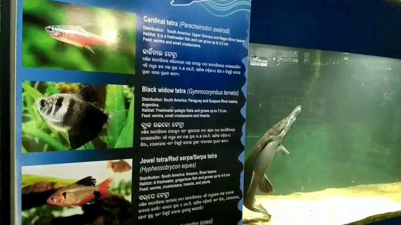 AQUARIUM OF NANDANKANAN ZOO,ODISHA YouTube