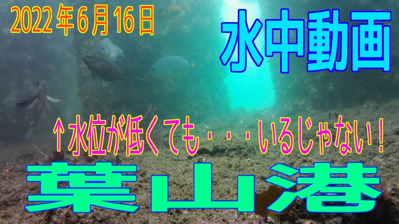 水中動画（2022年6月16日）in 葉山港