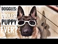 Doggles Coolest Puppy Ever