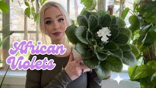 Easy & Simple African Violet Care | Wick Watering