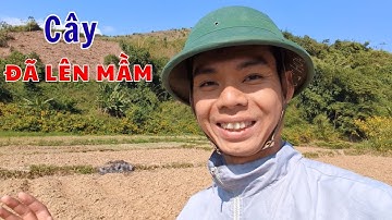 Mầm Cây Đậu Đen Xanh Lòng ,Đã Mọc Trên Đất Nậm Khum #htxnamkhum