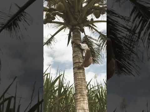 Video Kesandung Weton