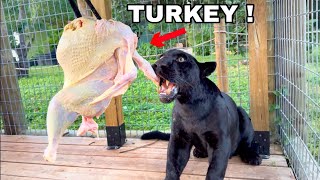 BIG CATS EAT THANKSGIVING TURKEY !