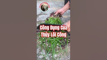 Bạn đã biết công dụng của Thủy Lôi Công Thảo chưa?