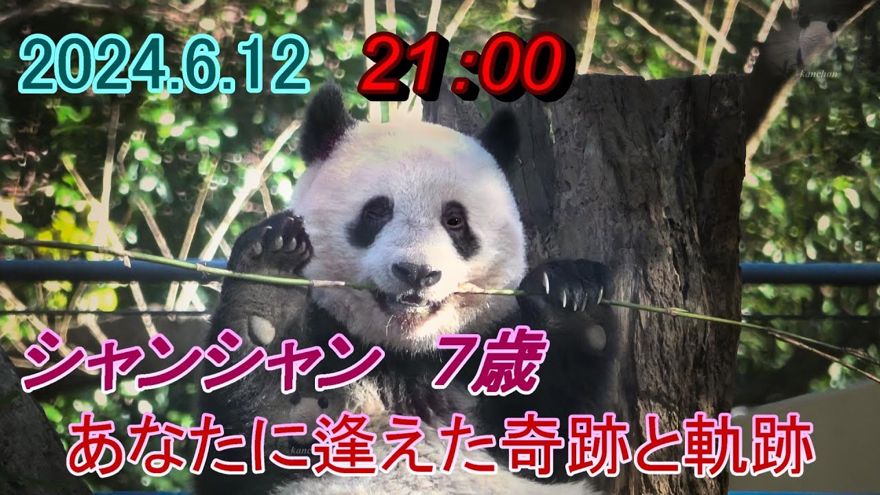 告知シャンⅢ 2024.6.12 プレミア公開「シャンシャン7歳 お誕生日