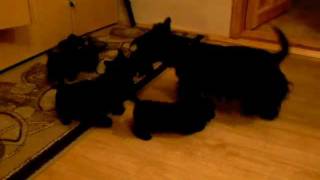 Скотч Терьерчики Скотч Терьерчики