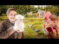 Comment choisir ses races de poules et bien les accueillir chez soi 