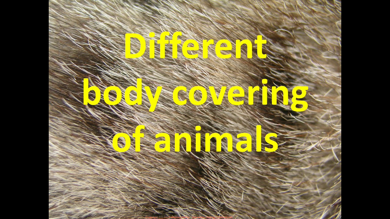Class-5 SCIENCE ch-2 Animals world(topic- body covering of animals) -  YouTube