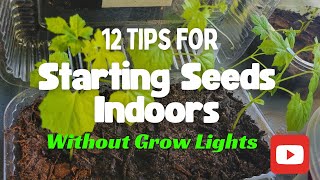 12 Tips for Starting Seeds Indoors - How to Start Seeds Indoors Without Grow Lights
