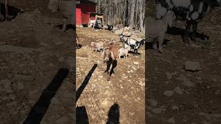 The Bottle Baby Goats Are Outside For The First Time