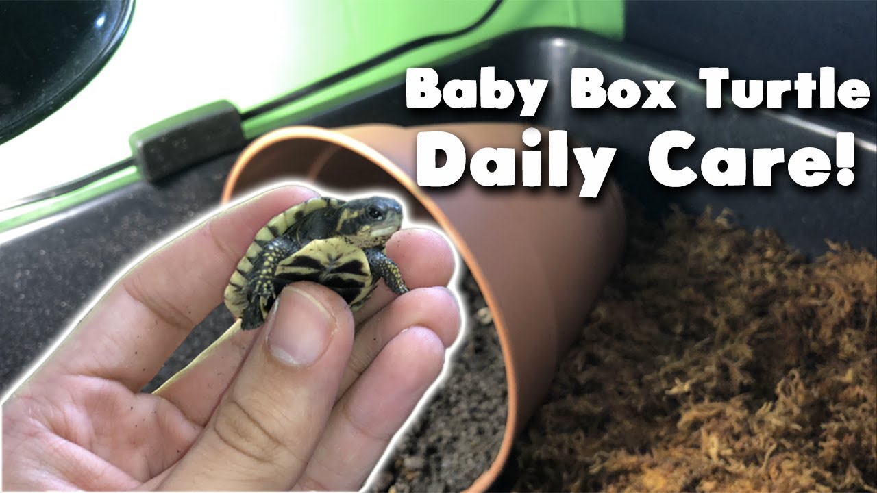 Baby Box Turtle Care! 