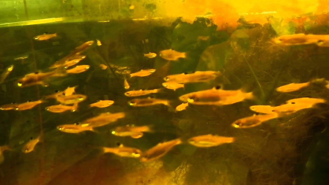 aquascaping plants Brevibora dorsiocellata- emerald eye rasbora