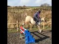 Askham Bryan collage - equine sport 2020